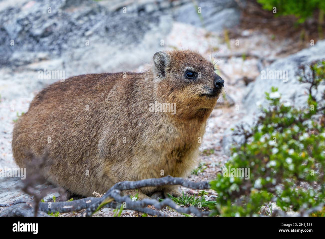 Hyrax ou Dassie (Procavia capensis).Hermanus.Côte des baleines.Overberg.WESTERN Cape.Afrique du Sud Banque D'Images