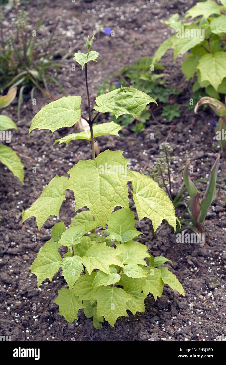 Cloche de cire, Kirengeshoma palmata, Banque D'Images