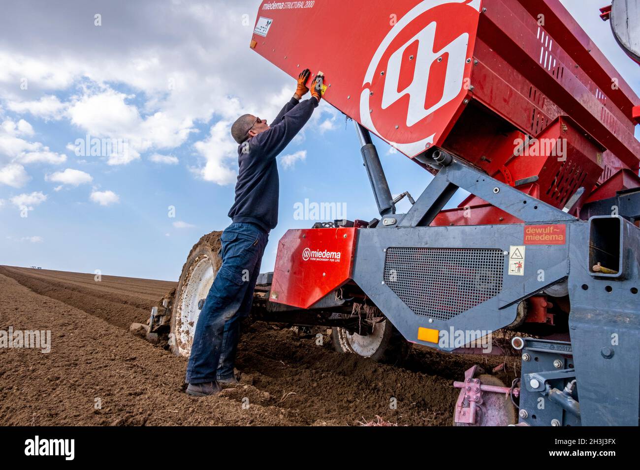 Chargement des pommes de terre dans un récipient au kibbutz de Yad Mordechai dans la région de Hof Ashkelon, dans le sud d'Israël Banque D'Images