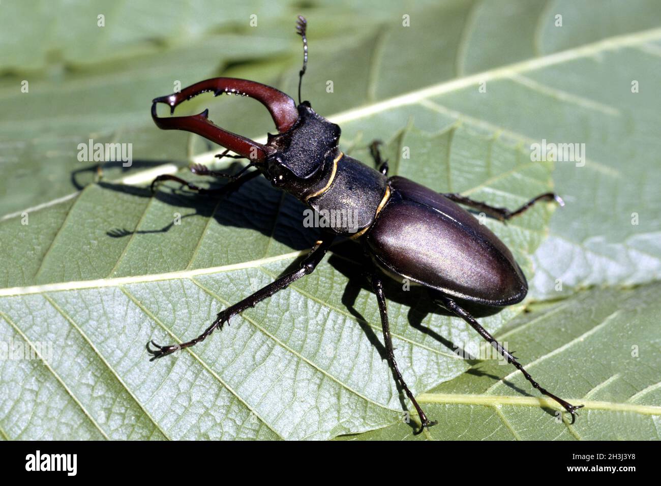 Dendroctone du cerf; Lucanus; cervus; dendroctone du mois de mai Banque D'Images