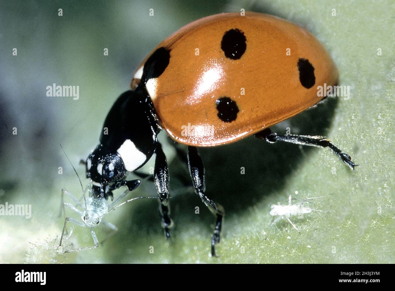 Ladybird; manger; des; pucerons Banque D'Images