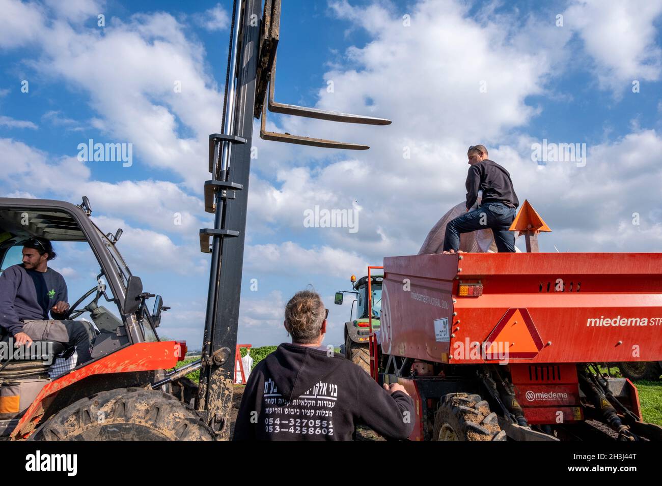 Chargement des pommes de terre dans un récipient au kibbutz de Yad Mordechai dans la région de Hof Ashkelon, dans le sud d'Israël Banque D'Images