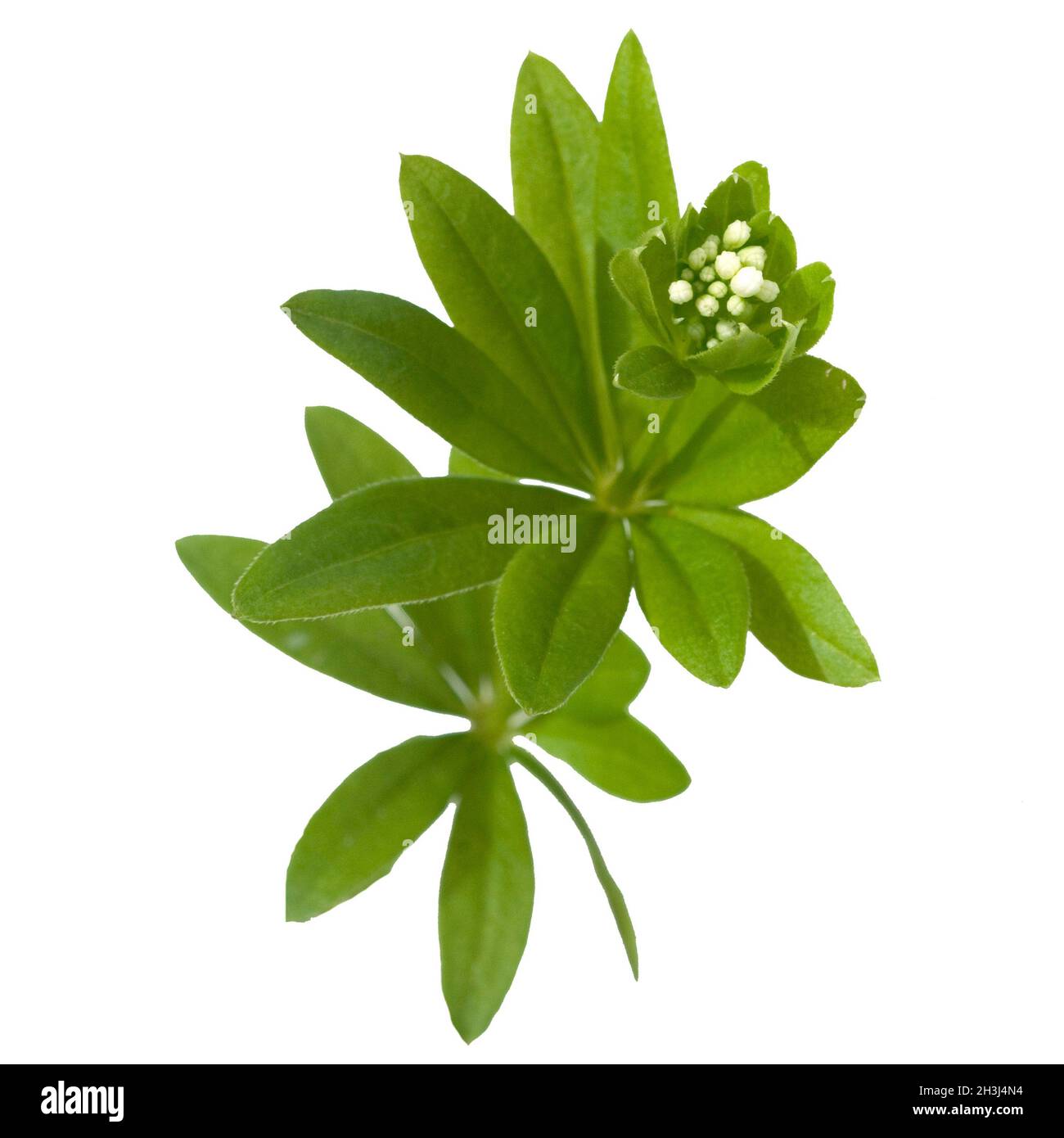 Woodruff ; Galium odoratum ; Banque D'Images