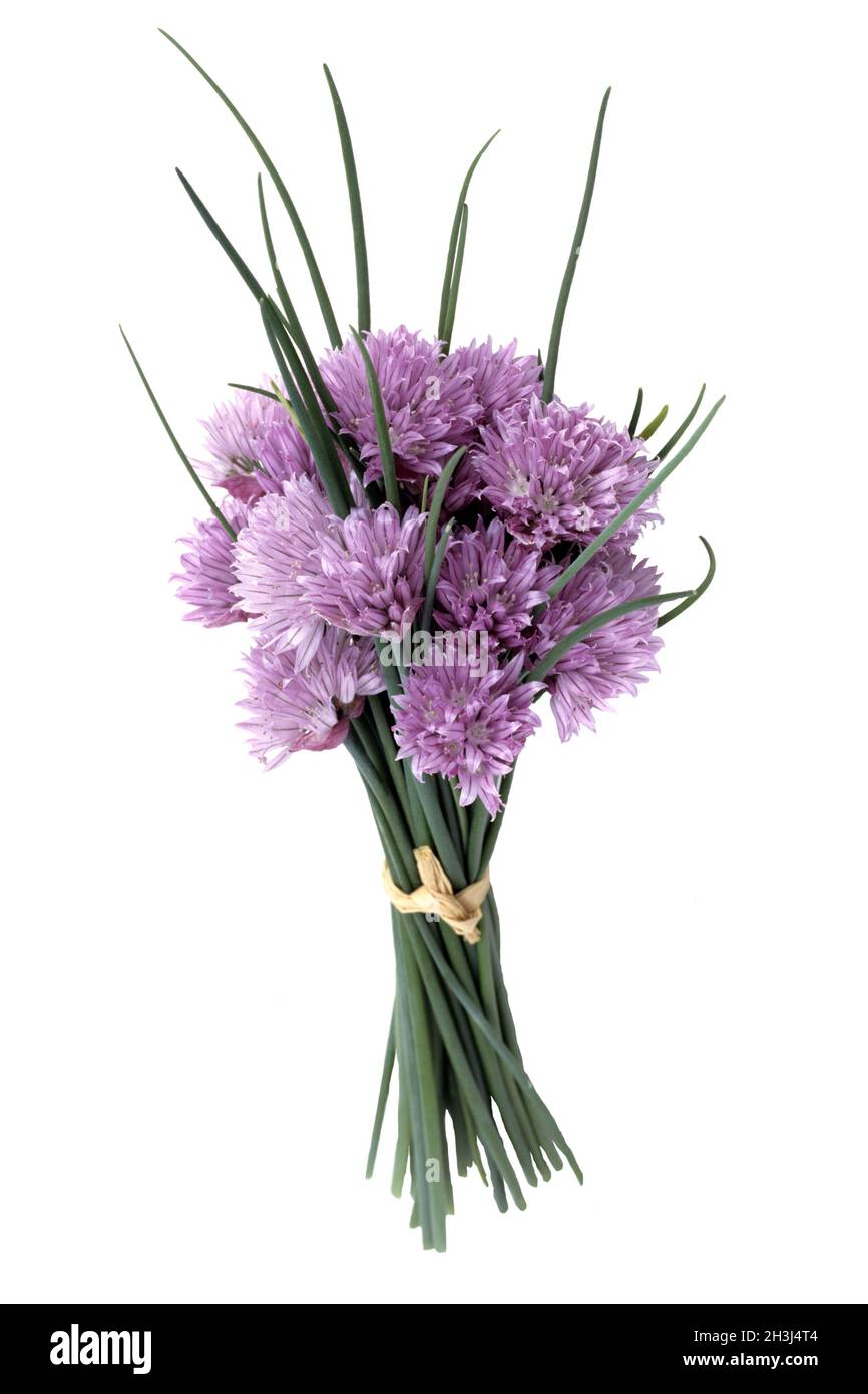 Ciboulette, tiges de ciboulette, plante de ciboulette, Allium; schoenoprasum; Banque D'Images