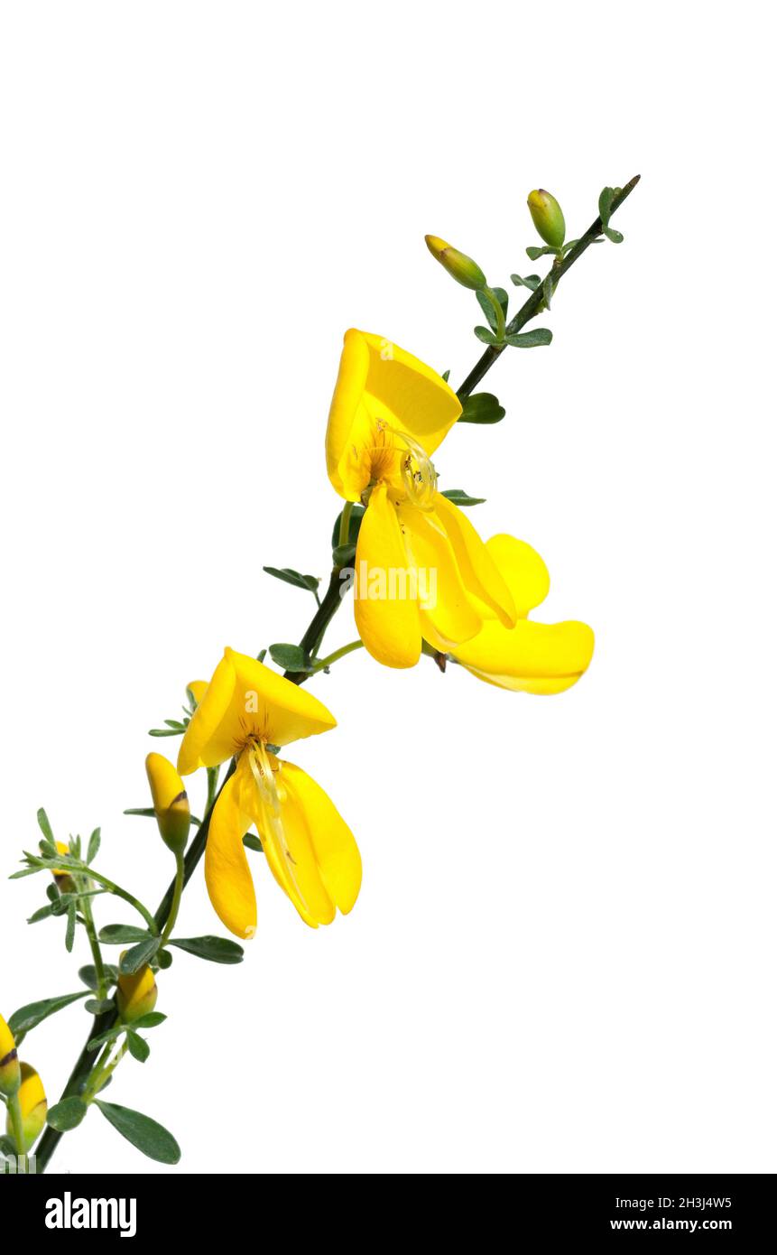 Cytisus scoparius Ginster ; ; ;, Ginsterbluete Banque D'Images