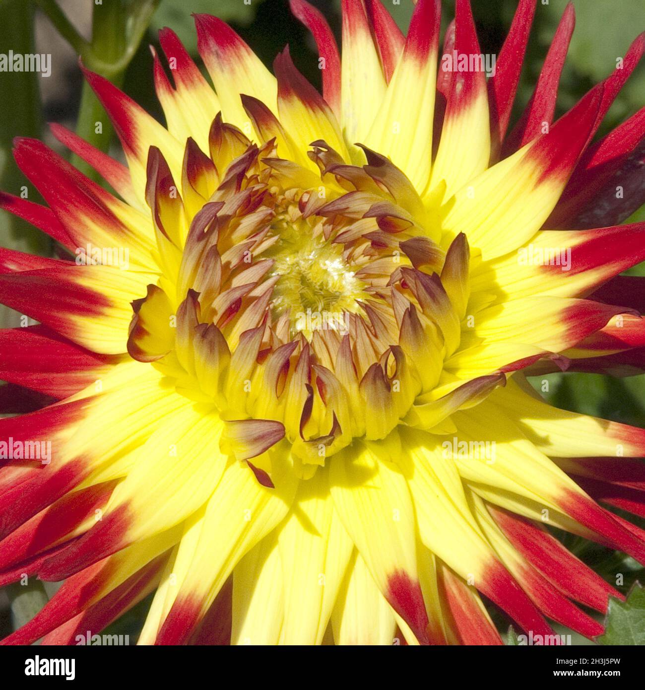Cactus dahlia Dahlia, Jessica Banque D'Images