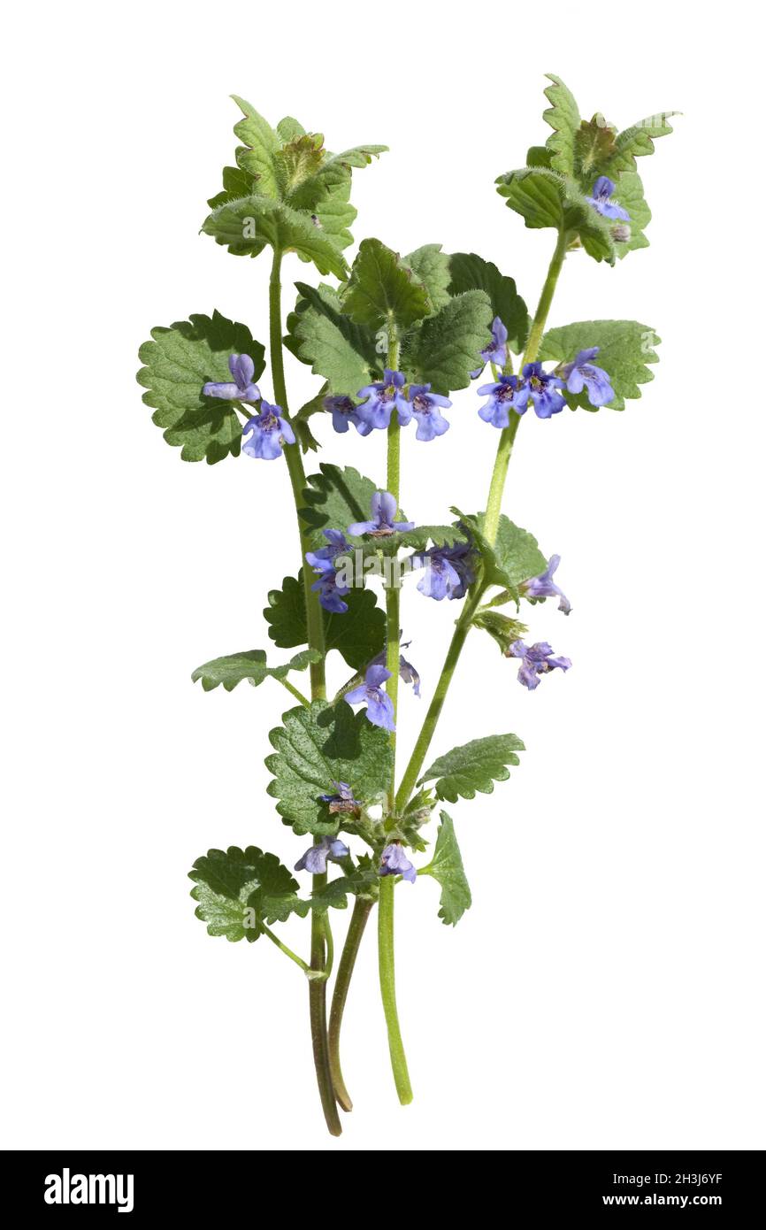 Glechoma hederacea, Gundelrebe ; ; essbar Banque D'Images