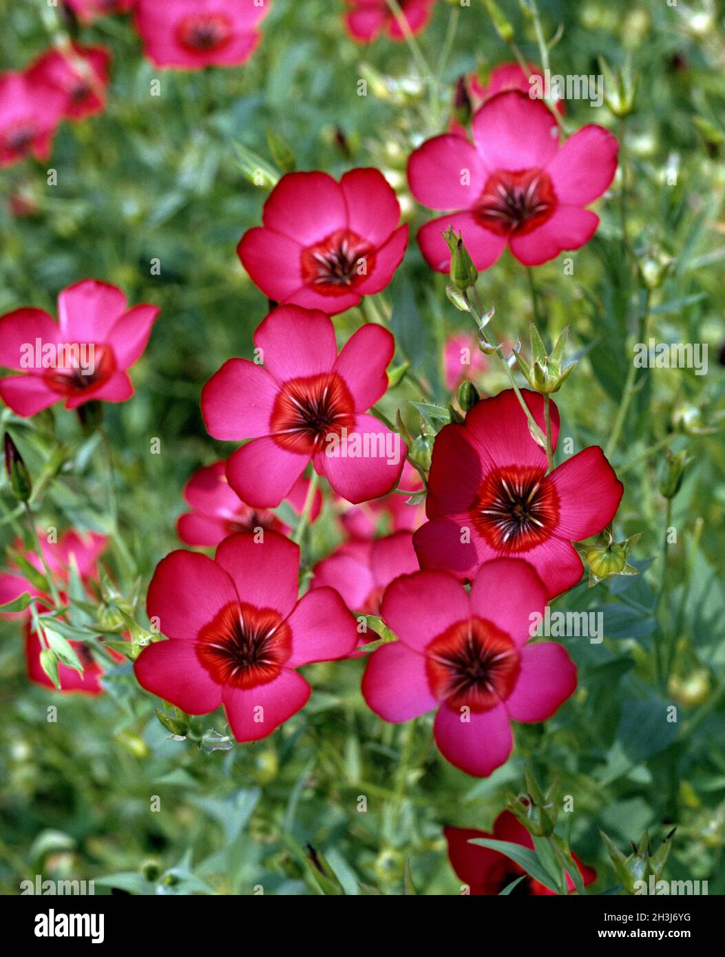 Rouge, lin, rubrum, linum, grandiflorum, Banque D'Images