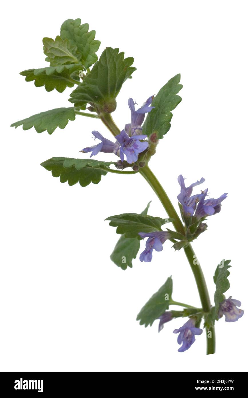 Glechoma hederacea, Gundelrebe ; ; essbar Banque D'Images