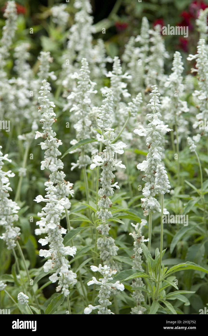 Sauge de Virginie - Salvia horminum