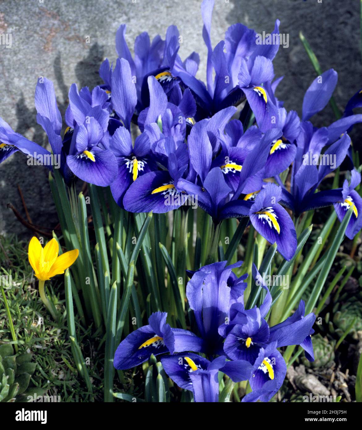 Zwergiris, Iris reticulata,,, Netzblattiris Banque D'Images