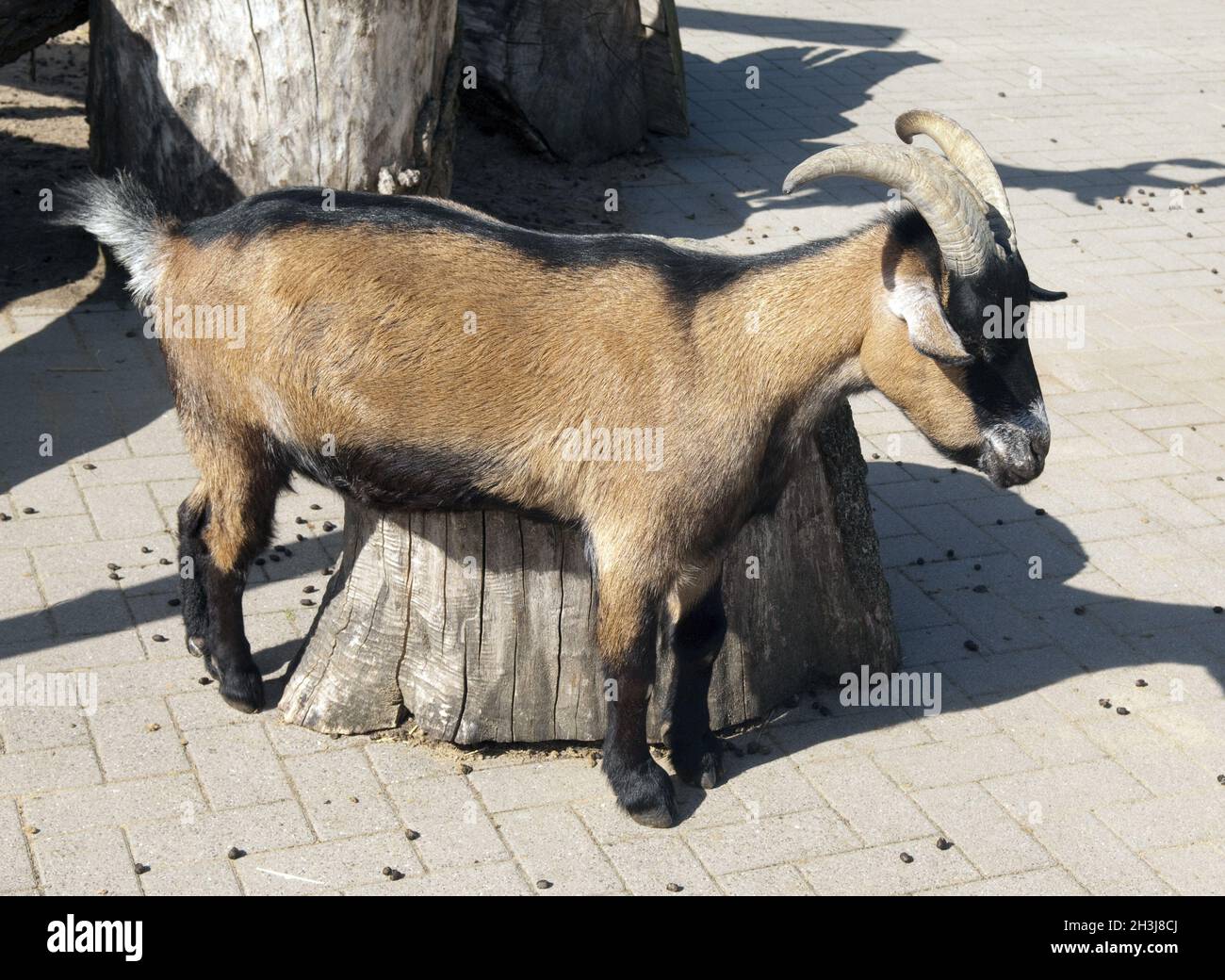 Goat africain Banque D'Images