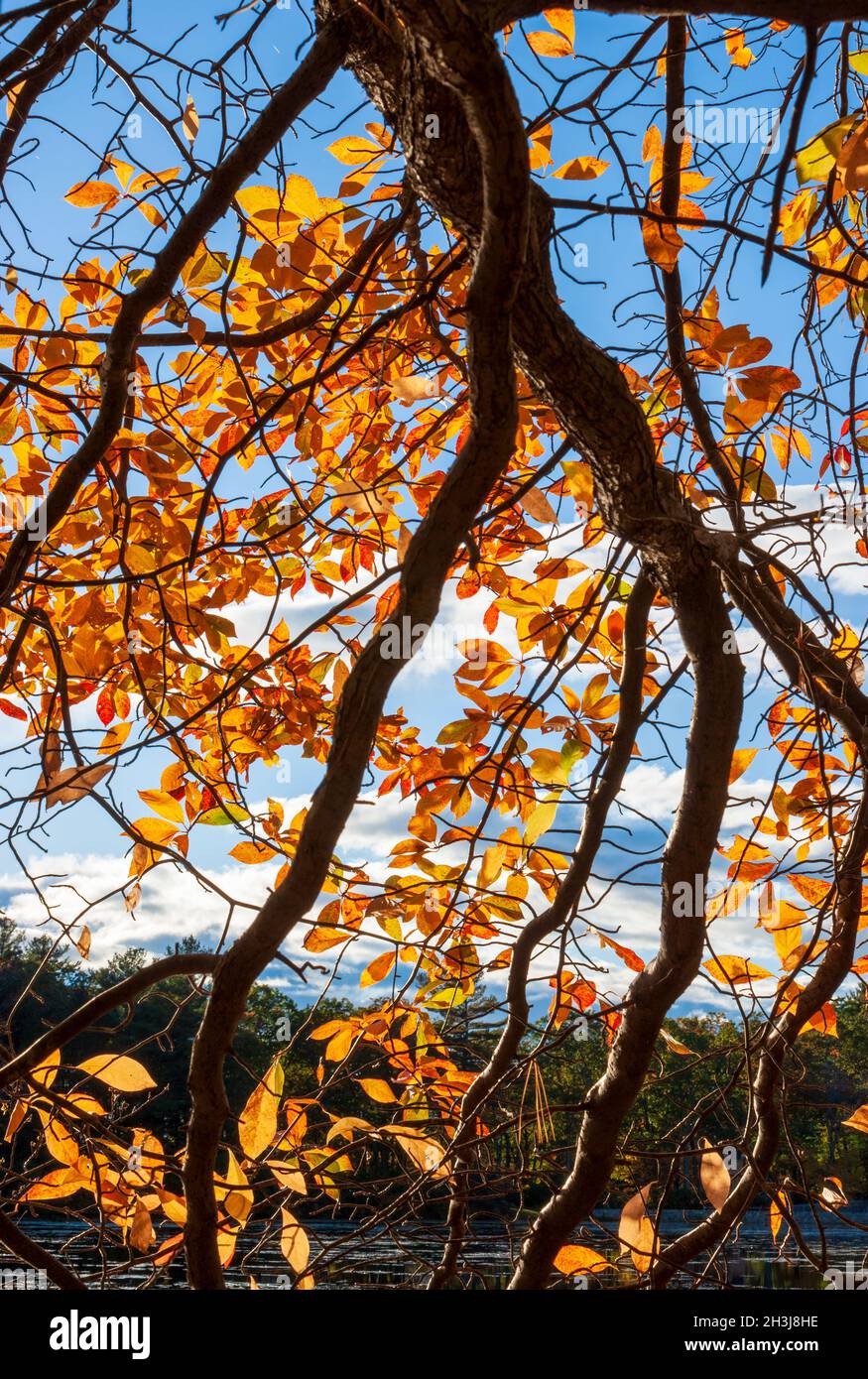 Branche de gommier noir (Nyssa sylvatica) avec feuillage d'automne dans les tons d'orange vif. Eames Pond, Moore State Park, Paxton, ma, États-Unis Banque D'Images