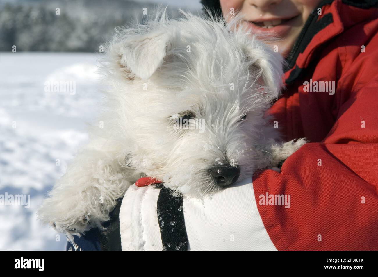 À l'Ouest, Highland, Blanc, Terrier Banque D'Images