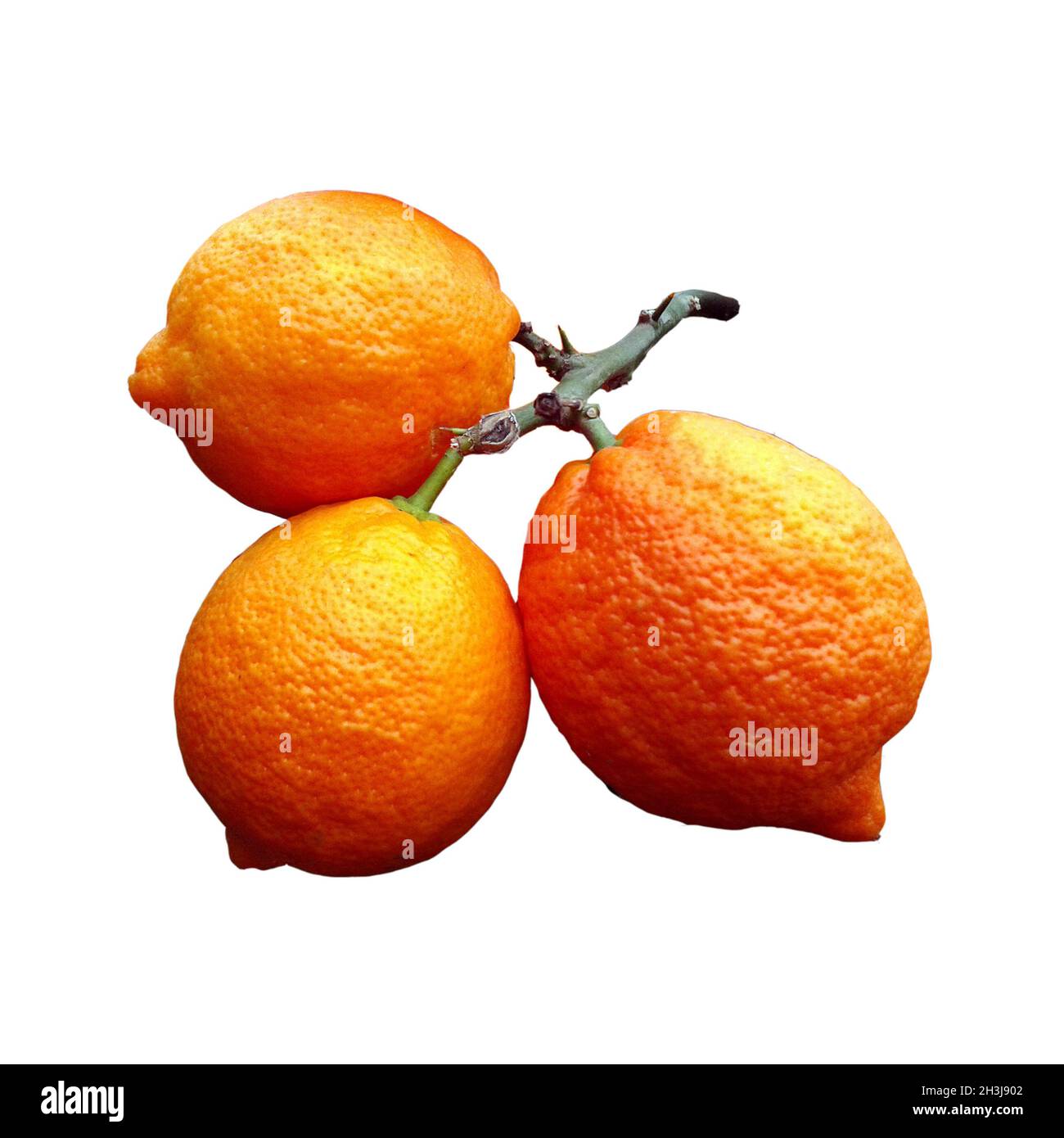 Lemon citrus limon rosso Banque de photographies et d'images à haute  résolution - Alamy