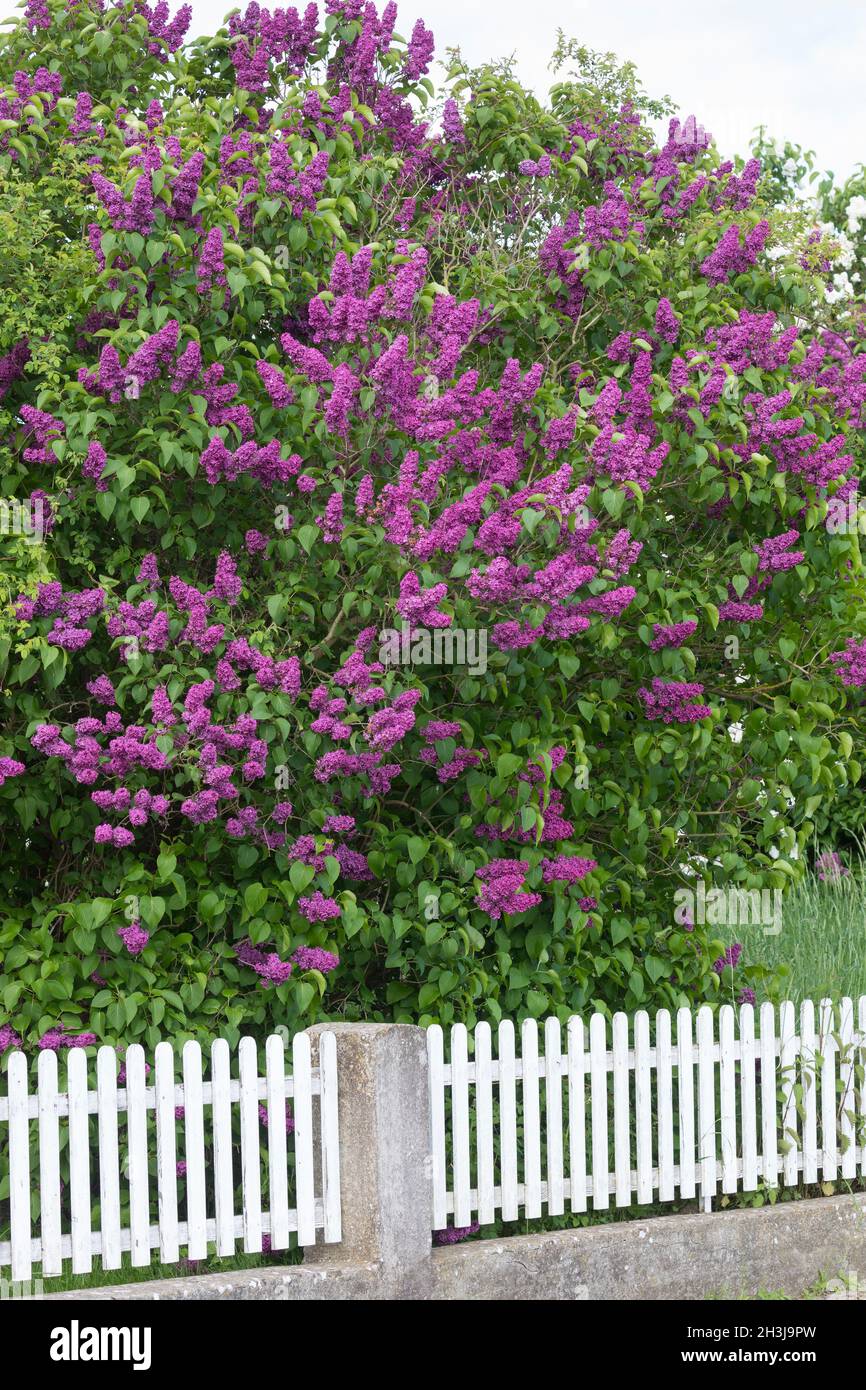 Flieder, Flieder, Blüte, Blüten, Blüend,Gemeiner Flieder, Gartenflieder, Syringa vulgaris, lilas commun, lilas français,Le lilas commun, lilas Banque D'Images