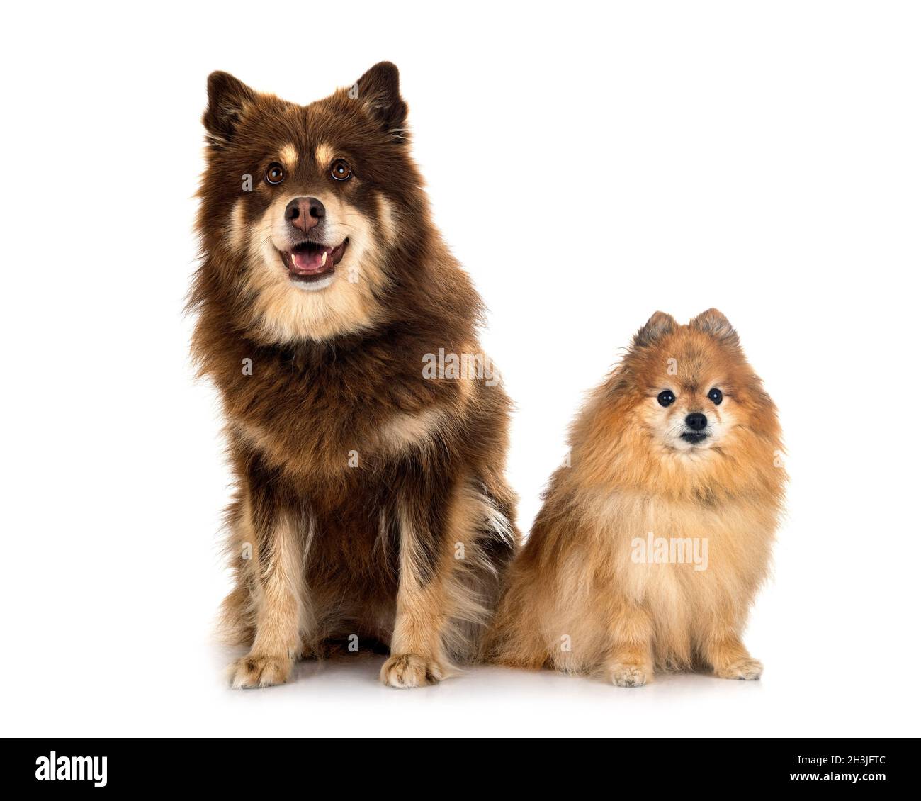Finnish spitz dog Banque de photographies et d'images à haute résolution -  Alamy