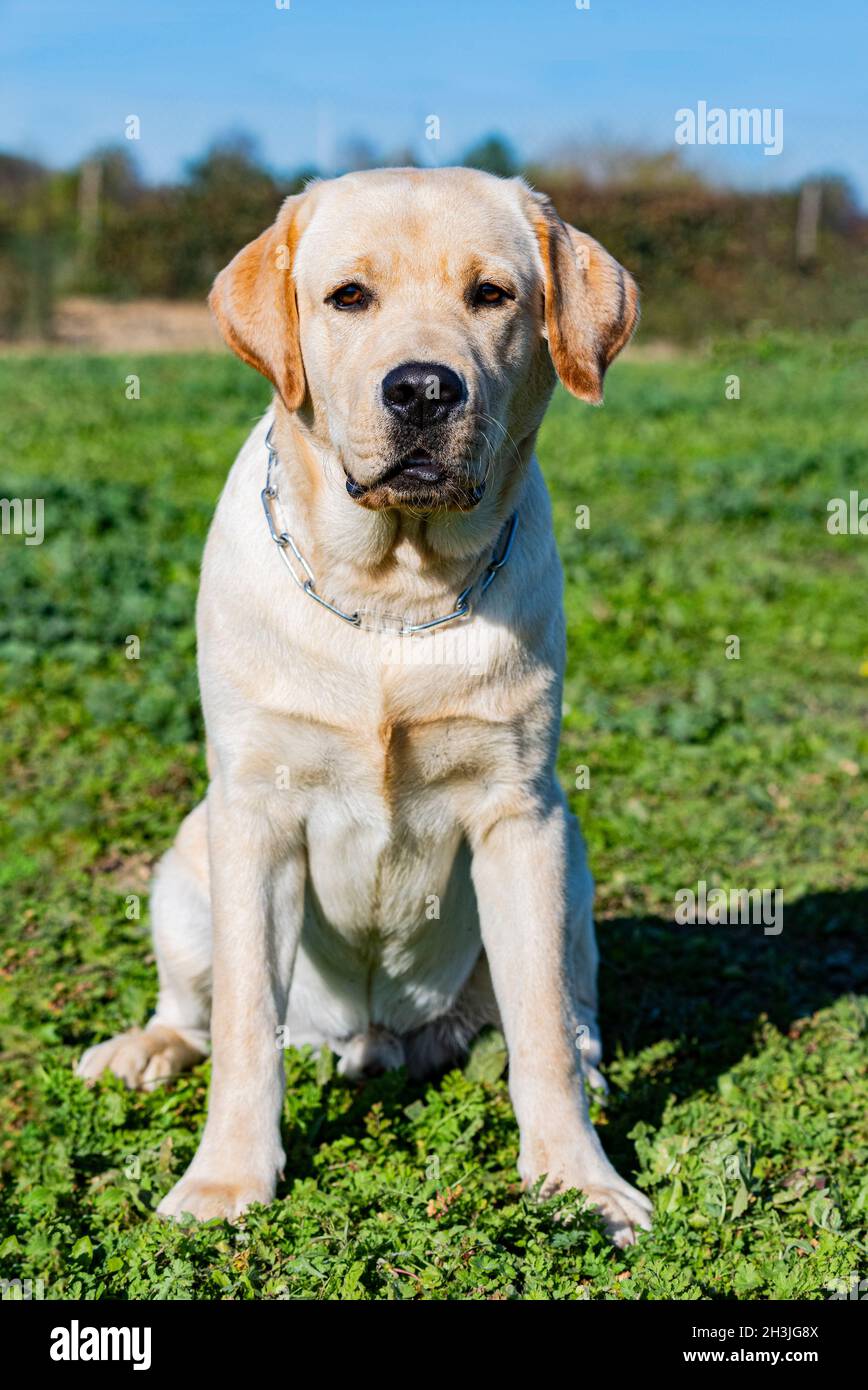 labrador retriever rester pour une formation d'obéissance Banque D'Images labrador retriever rester pour une formation d'obéissance Banque D'Images