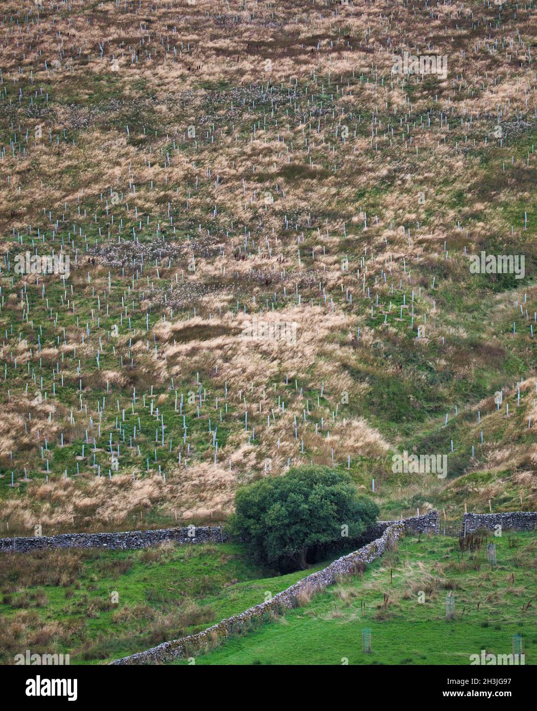 Garde-arbres protégeant les jeunes arbres de jeunes arbres de jeunes arbres sur une colline accidentée, Langstrothdale, parc national de Yorkshire Dales, North Yorkshire, Angleterre Banque D'Images