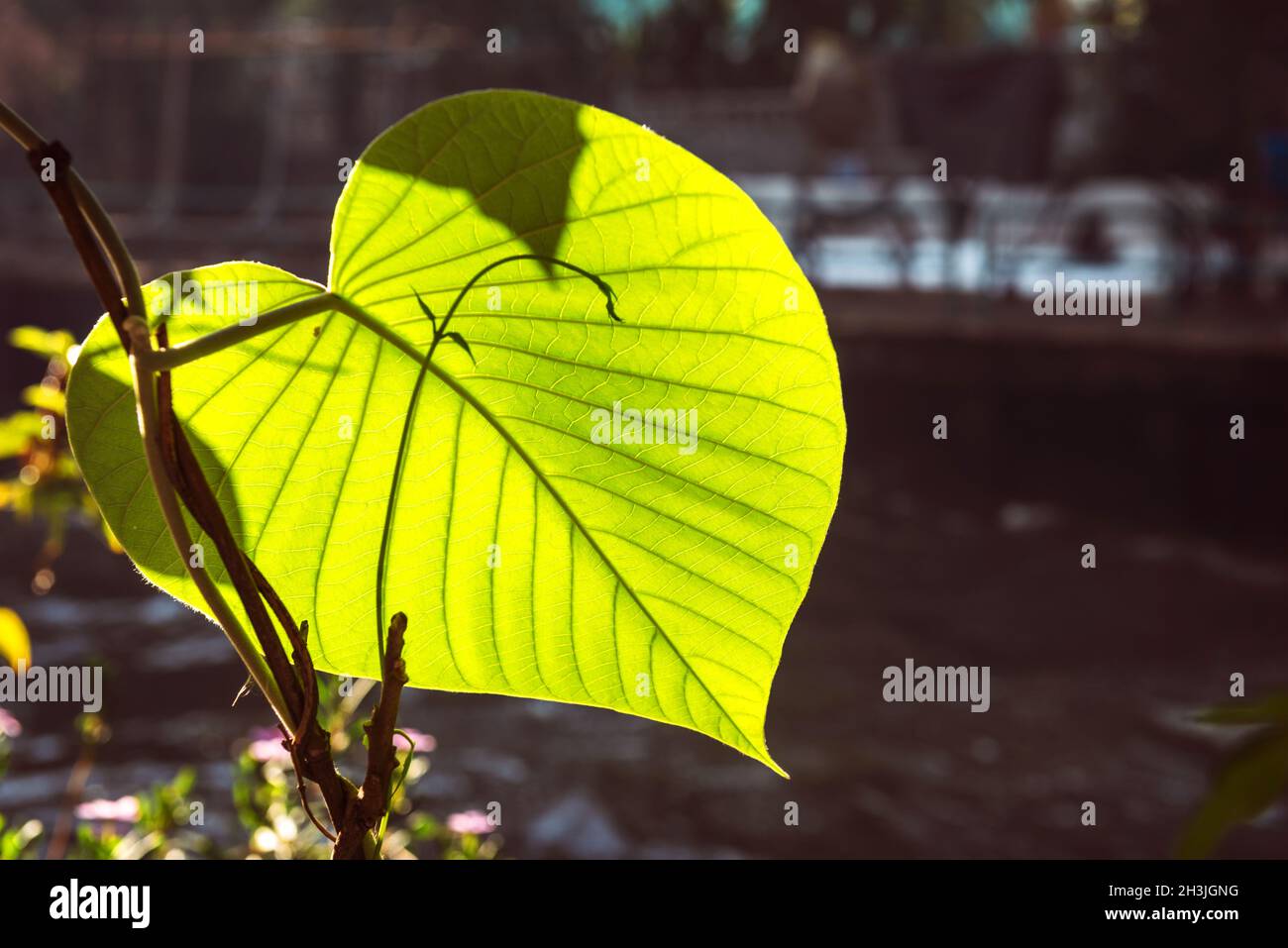 Coeur feuille sur arbre à le temple Banque D'Images