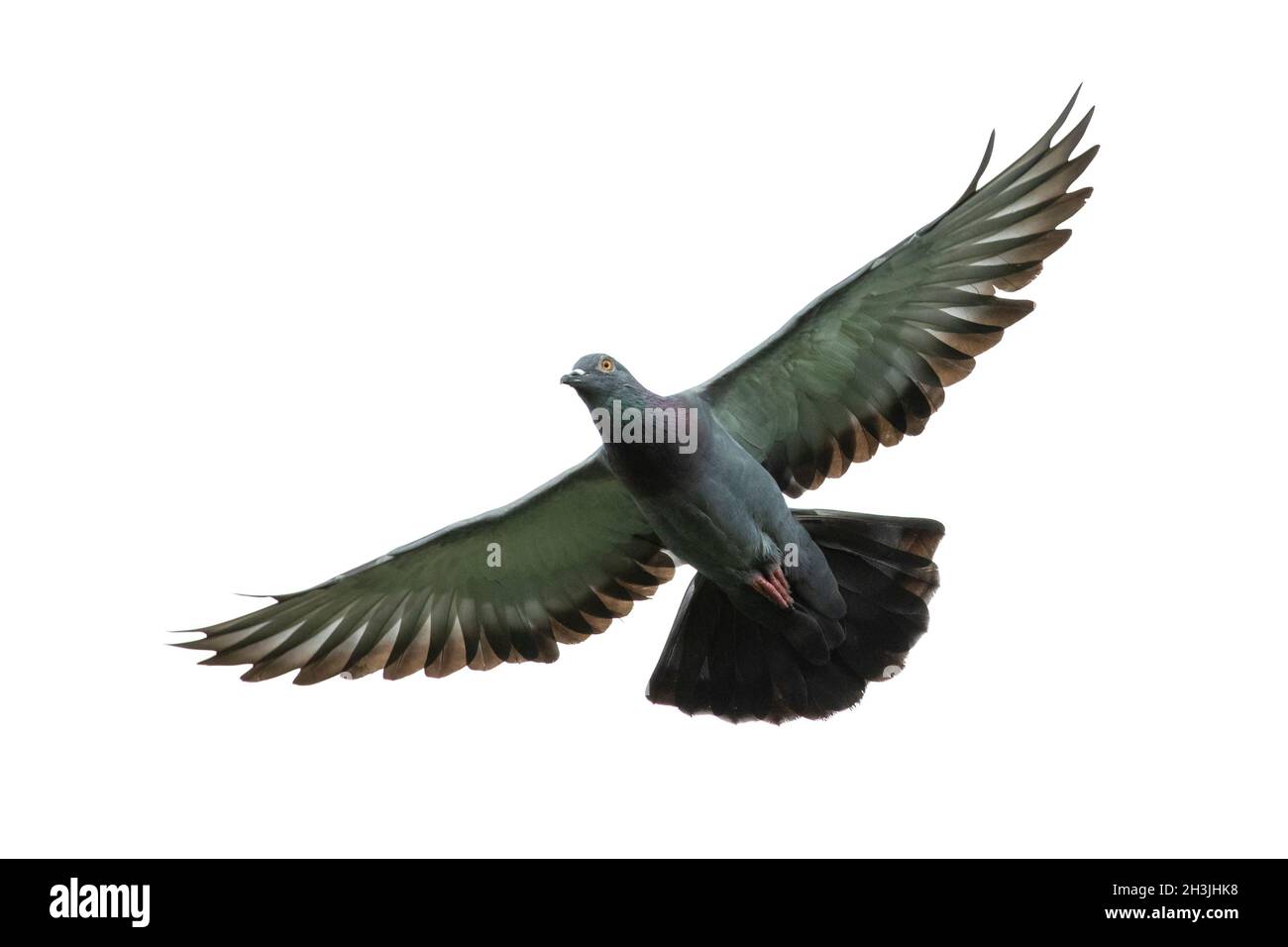 Image de pigeon volant isolé sur fond blanc., oiseau, animaux. Banque D'Images