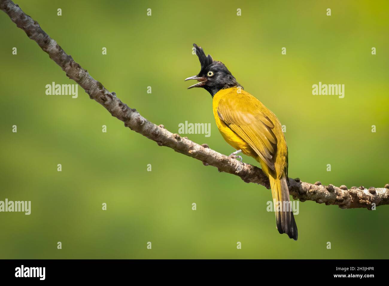 Image de Bulbul (Rubigula flaviventris) perché sur une branche sur fond naturel.Oiseau.Animaux. Banque D'Images