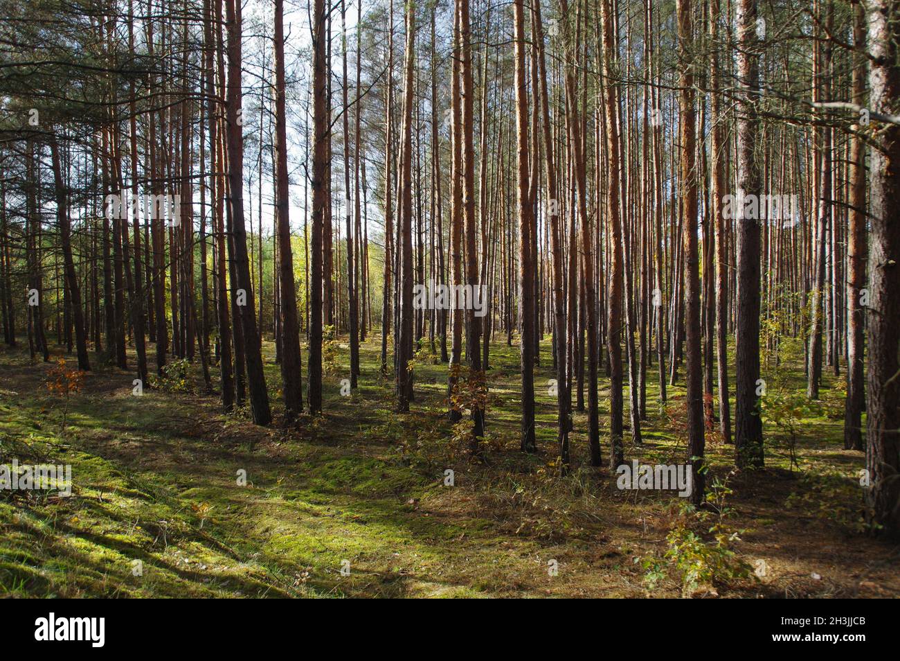 Une forêt de pins.Culture industrielle du bois.Matières premières naturelles. Banque D'Images