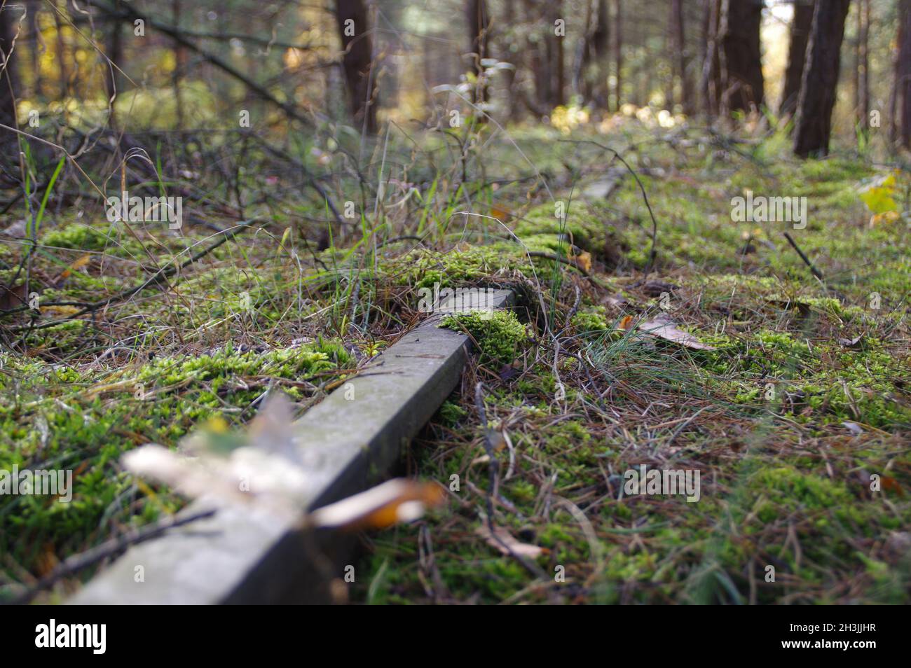 Une voie de chemin de fer oubliée dans les bois.Mousse sur un rail rouillé.Piste abandonnée. Banque D'Images