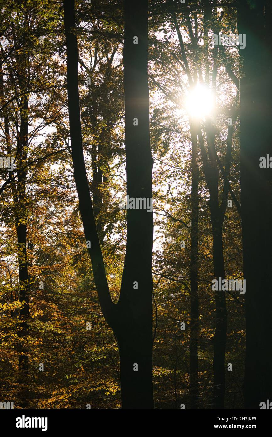 automne forêt à feuilles caduques avec poutres solaires pénétrantes. coloré et avec une atmosphère chaude et lumineuse Banque D'Images