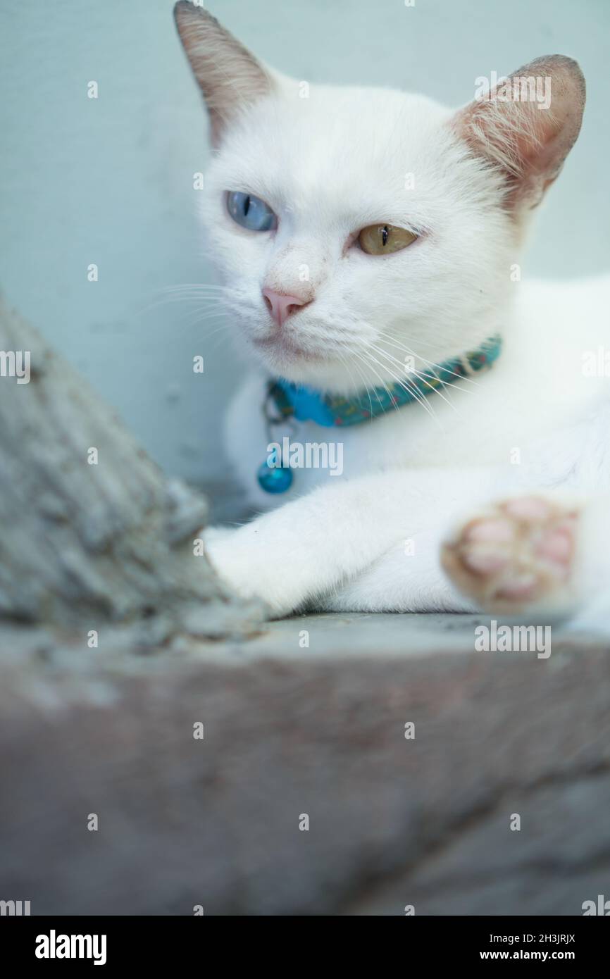 Gros plan blanc turc chat angora avec hétérochromie Banque D'Images