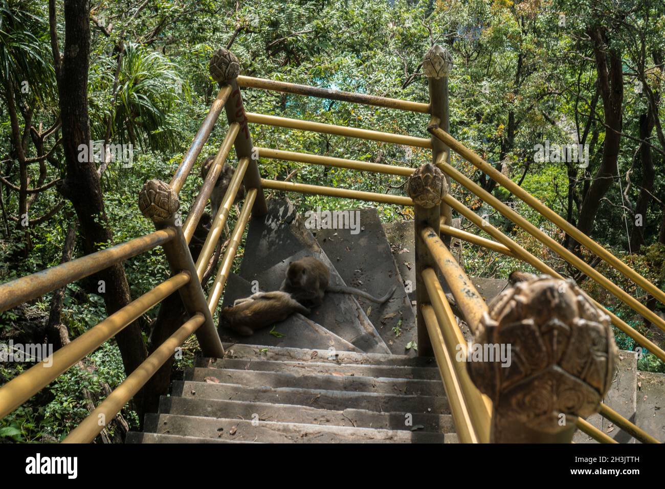 Les singes s'assoient sur un escalier au temple de la grotte du tigre à Krabi Banque D'Images