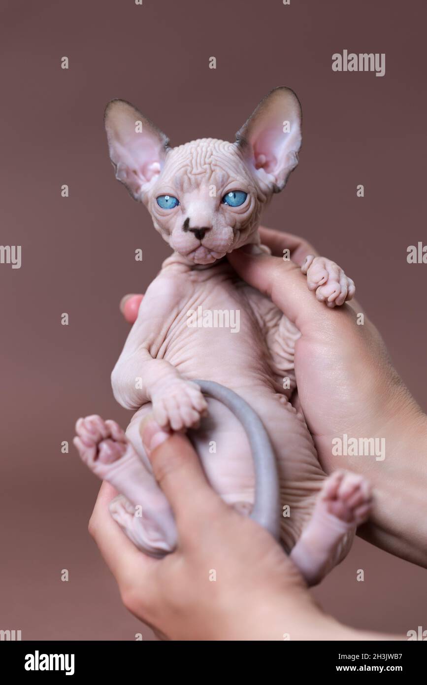 Le vétérinaire de la chatterie tient le chaton de la race canadienne du Sphynx entre les mains.Chaton aux yeux bleus, vison au chocolat et blanc.Reproduction de concept Banque D'Images