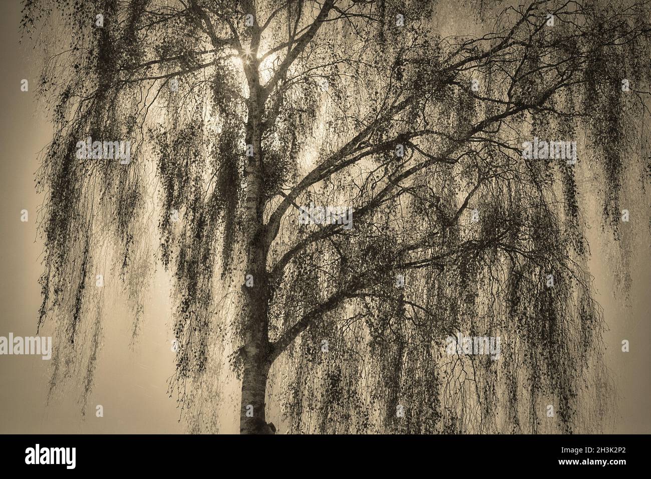 ART PHOTOGRAPHIQUE : l'Aspen Banque D'Images