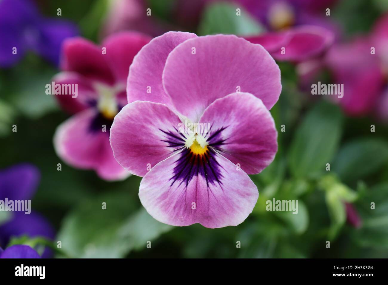 gros plan d'une jolie violette cornuta avec une tête de fleur de lilah délicat et bleu profond sur un fond flou naturel Banque D'Images