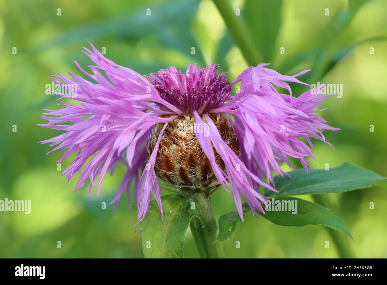 gros plan d'une délicate fleur de centaurée pourpre, vue latérale Banque D'Images
