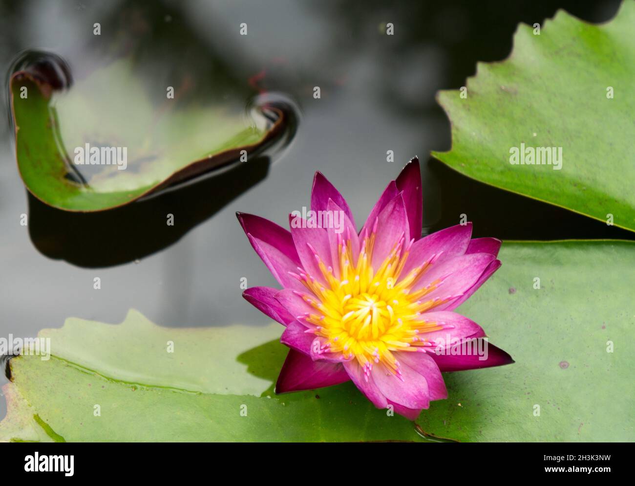 Nénuphar dans un jardin à Yungkhao Banque D'Images