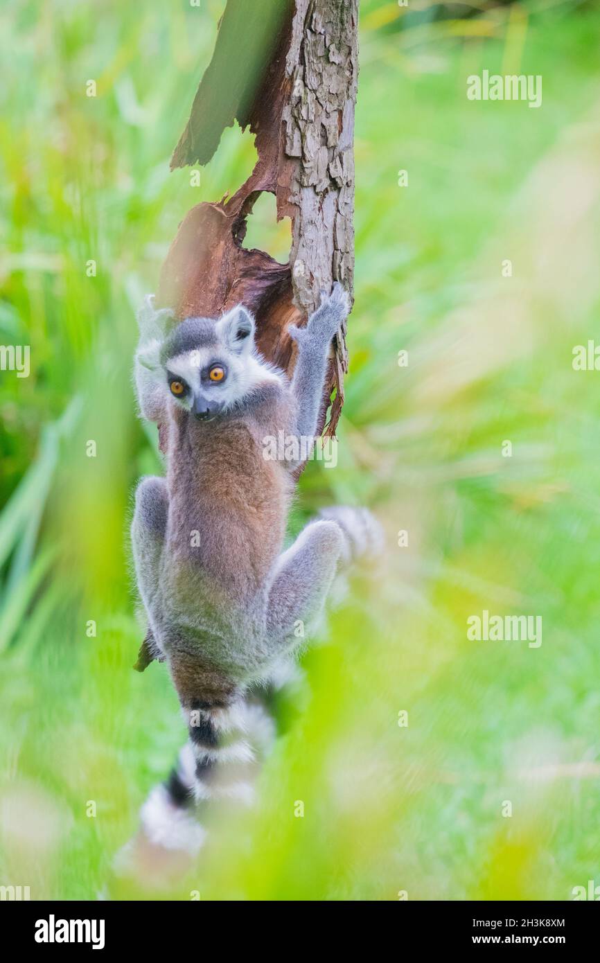 Lémuriens à queue d'anneau grimpant un arbre Banque D'Images