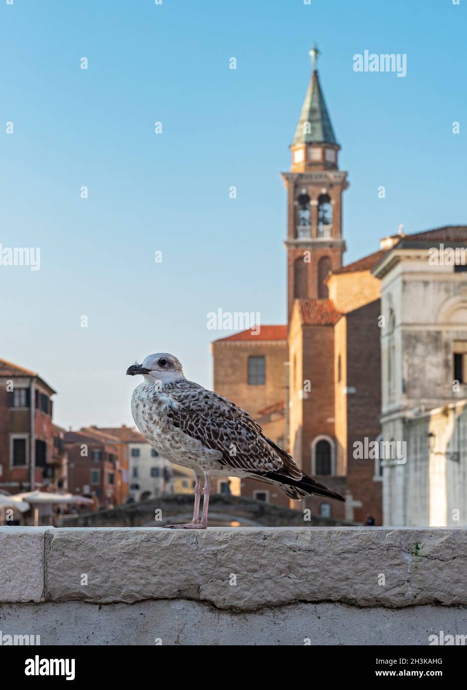 Jeune guette à pattes jaunes (Larus michahellis), Chioggia, Italie Banque D'Images