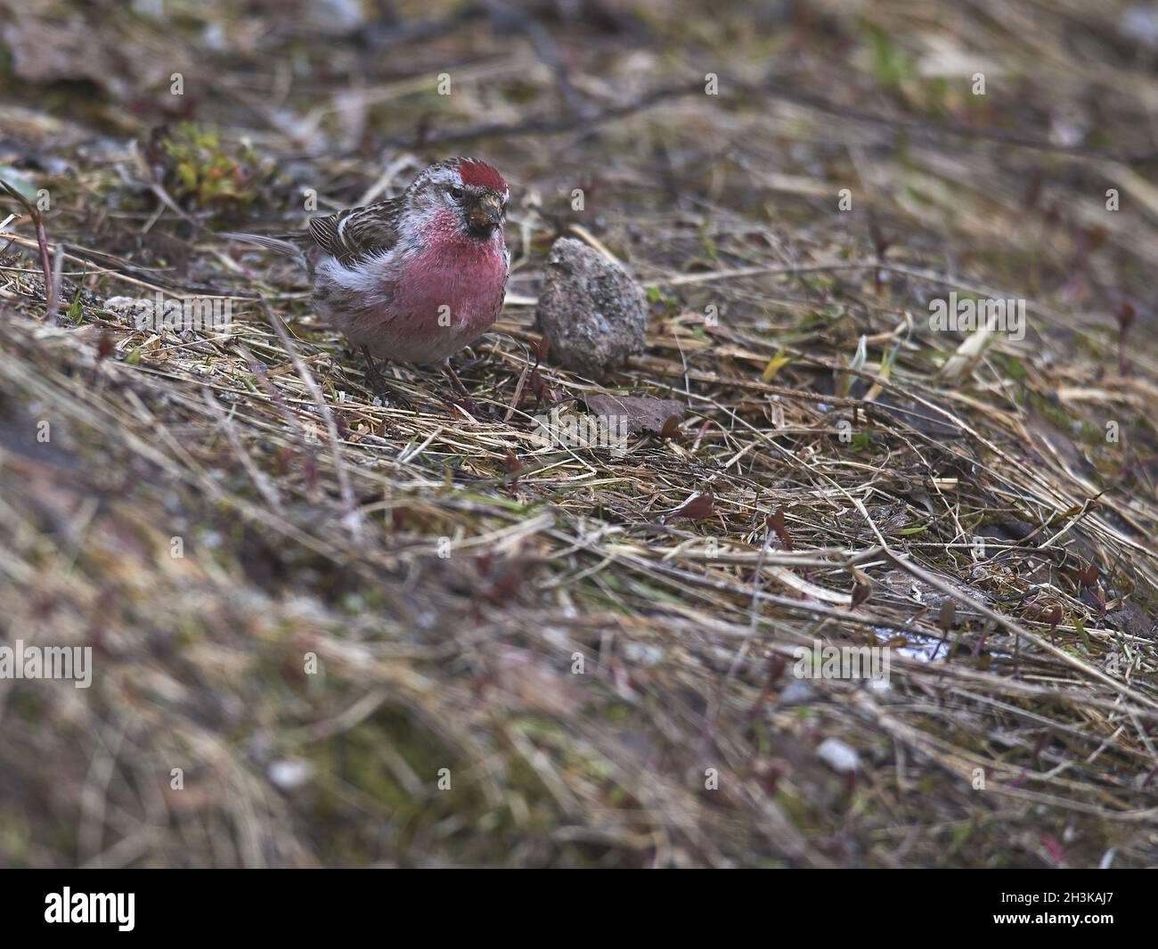 Red-legged Tarin Banque D'Images