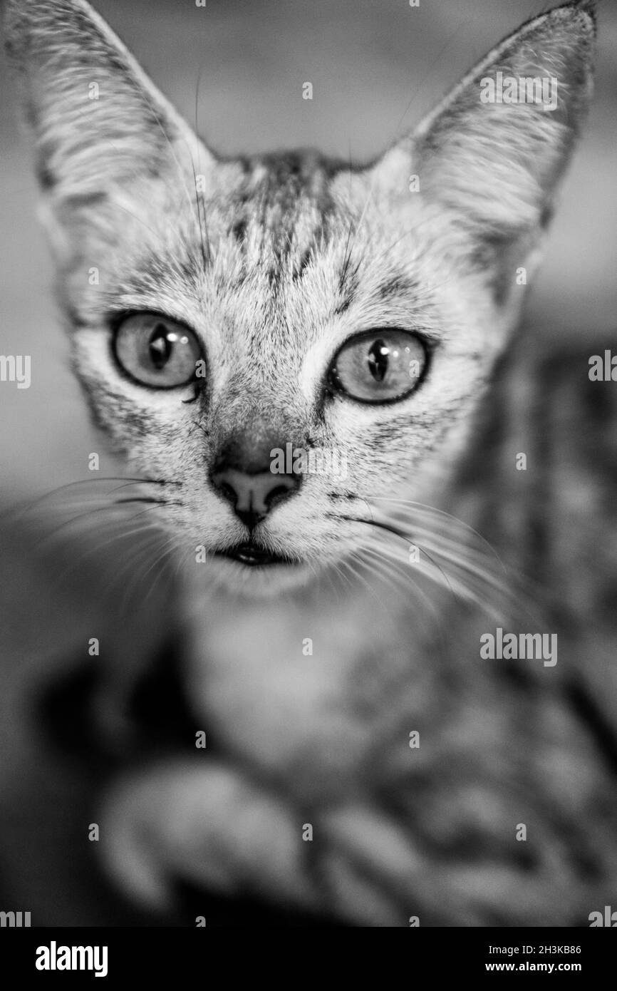 Gros plan beau chat Banque D'Images