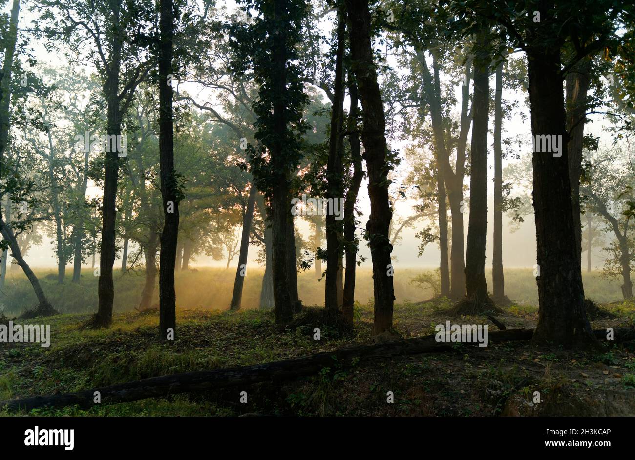 Parc national de Kanha jungle montrant les arbres denses de la forêt tôt le matin, tiré de safari en jeep ouvert. Banque D'Images