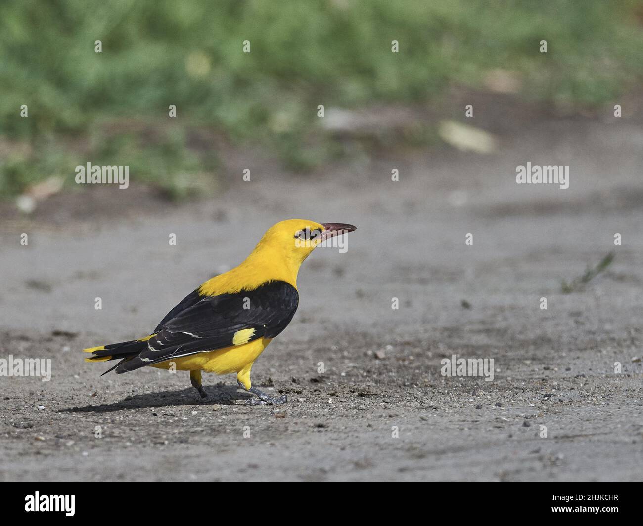 (Eurasien) oriole dorée, Oriolus oriolus Banque D'Images