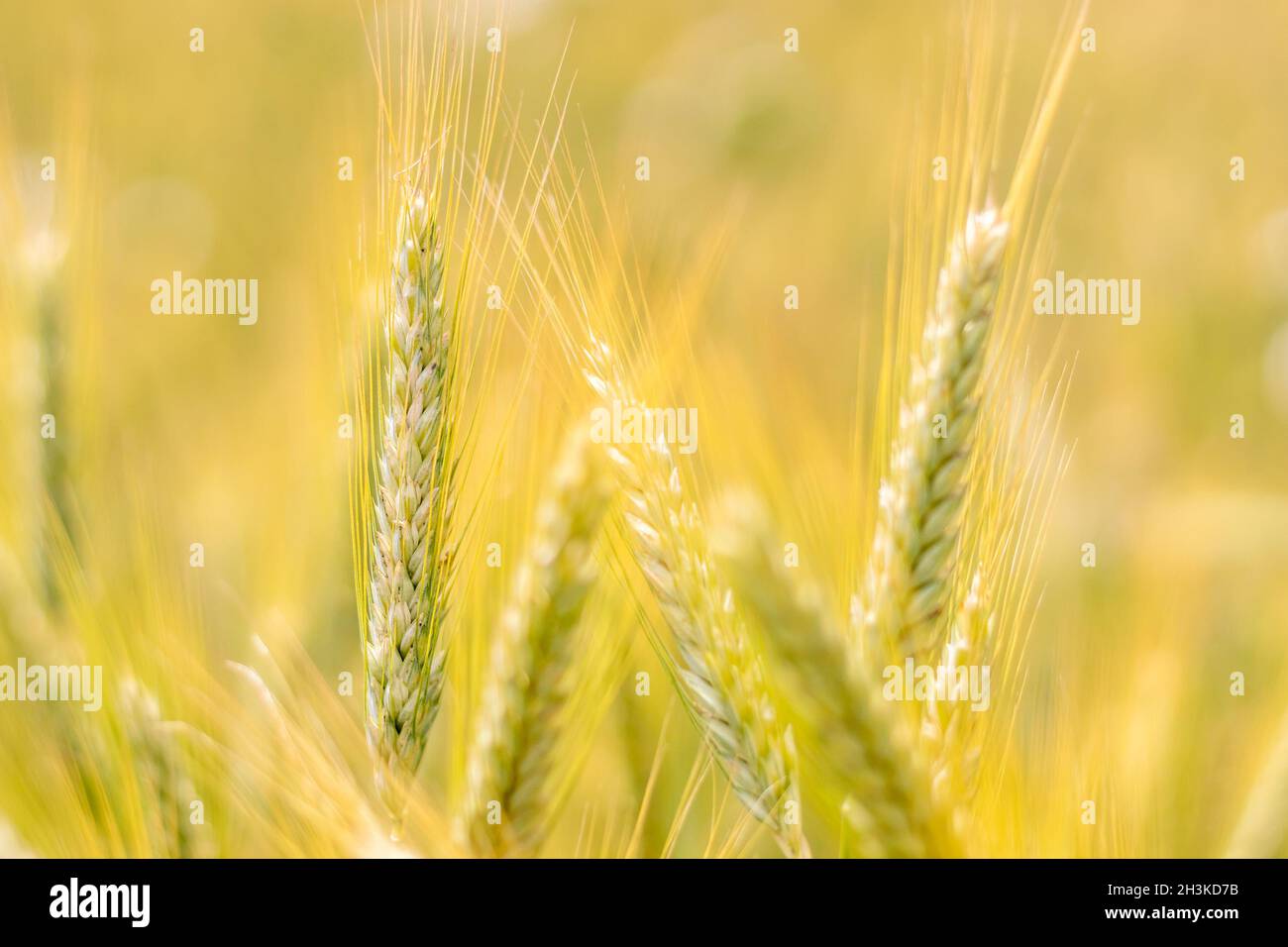 Épis de grain dans un champ de grain - une vue rapprochée des épis Triticale Banque D'Images