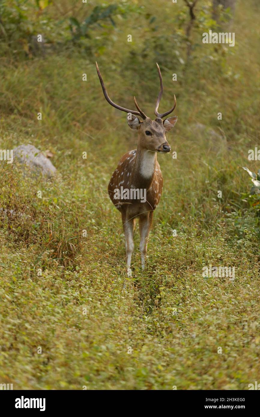 Mâle Deer dans le parc national de Kanha, Madhya Pradesh, Inde. Banque D'Images