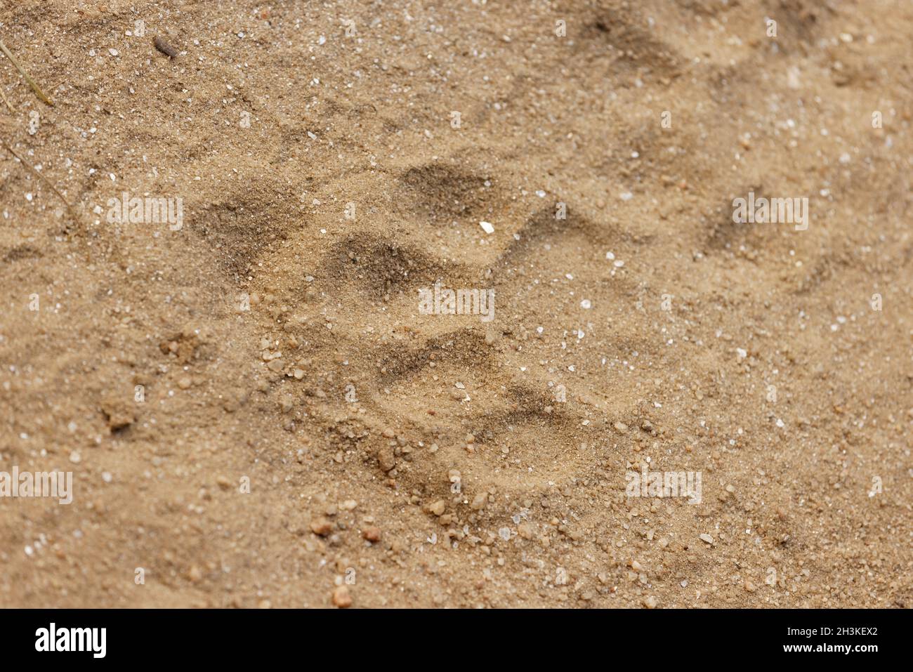 Les marques de pied de tigre utilisées pour localiser le tigre dans le parc national de Kanha, Madhya Pradesh, Inde. Banque D'Images