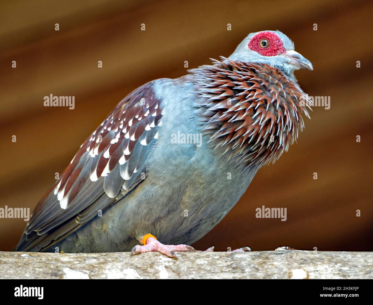 Gros plan pigeon moucheté (Columba guinée), ou pigeon roc africain perché Banque D'Images