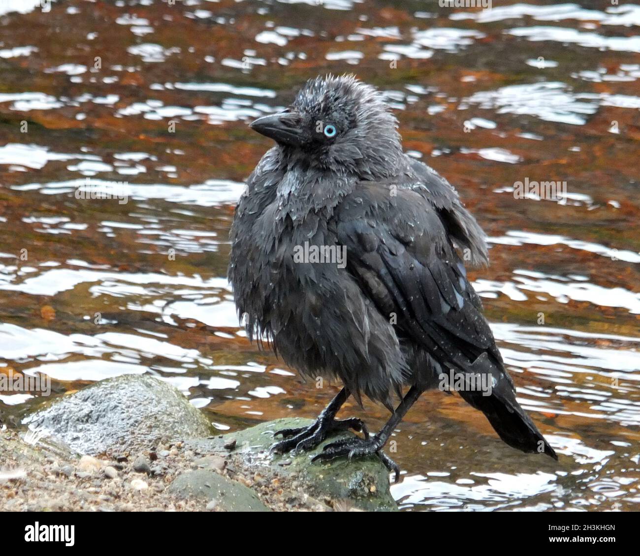 Bebe Corbeau Banque D Image Et Photos Alamy