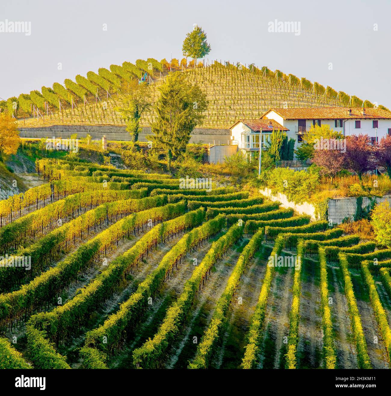 Le paysage viticole autour de la ville de Barbaresco, région Piémont, Italie.Barbarresco est un vin italien fait avec le raisin Nebbiolo, est classé comme Banque D'Images