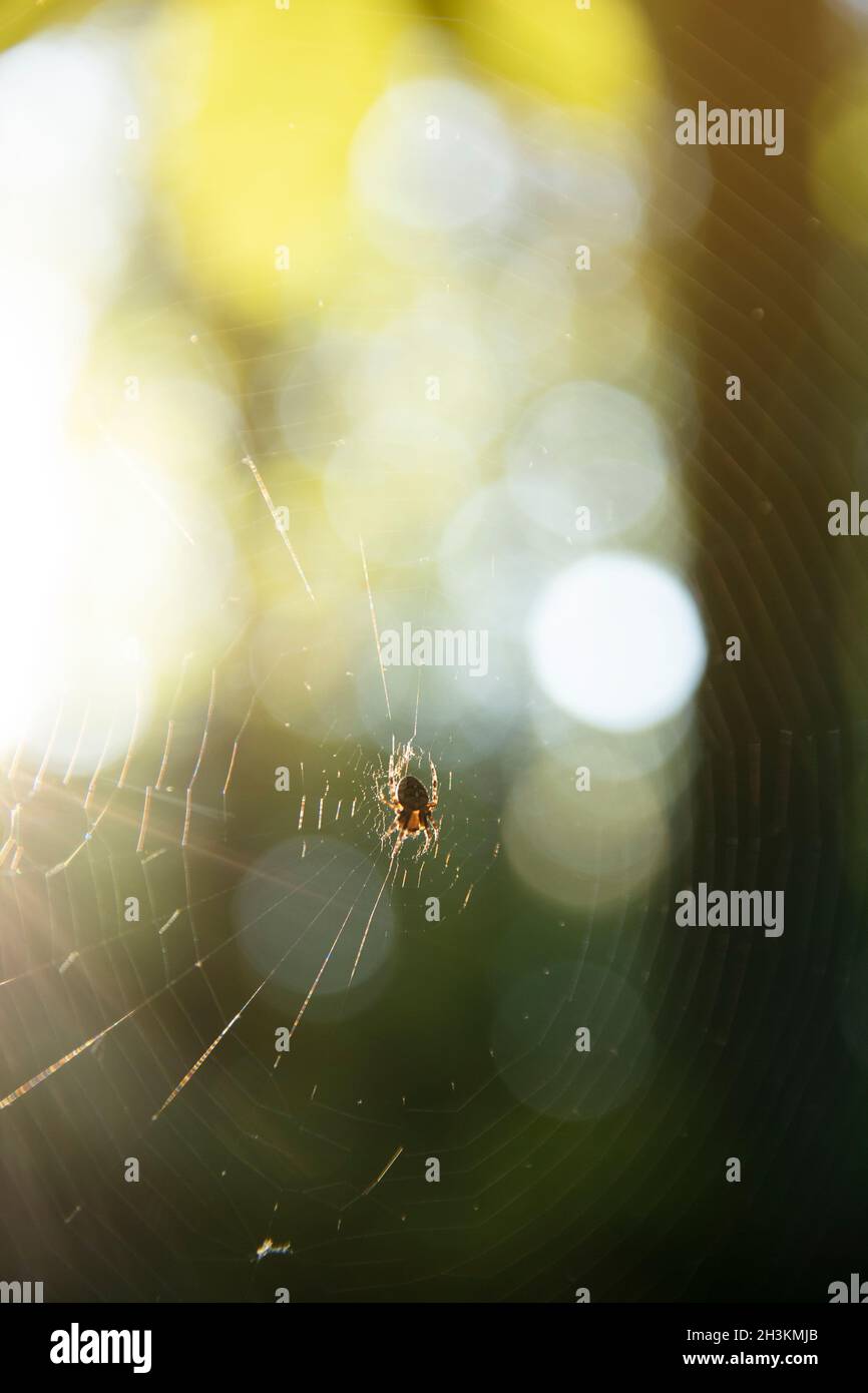 Araignée tenant sur une toile dans les bois de la lumière jaune du soleil de hunt.bright, réseau d'araignée, saison de printemps, beauté de la nature sauvage concept. Banque D'Images