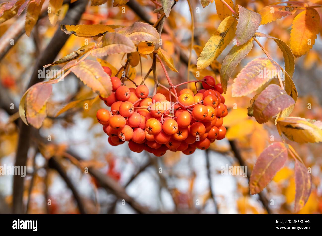 Baies de Rowan sur une branche.Heure d'automne, saison d'automne, feuillage jaune.Arrière-plan naturel.Feuilles brillantes en octobre Banque D'Images